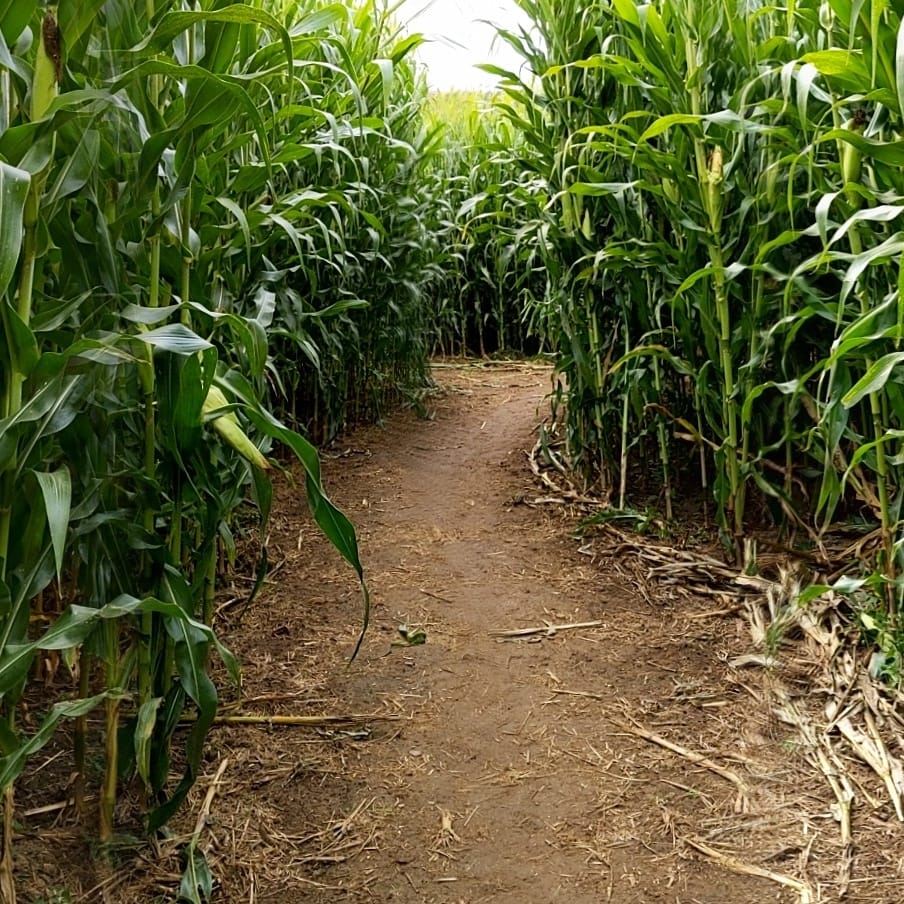 Weekend At The Maze